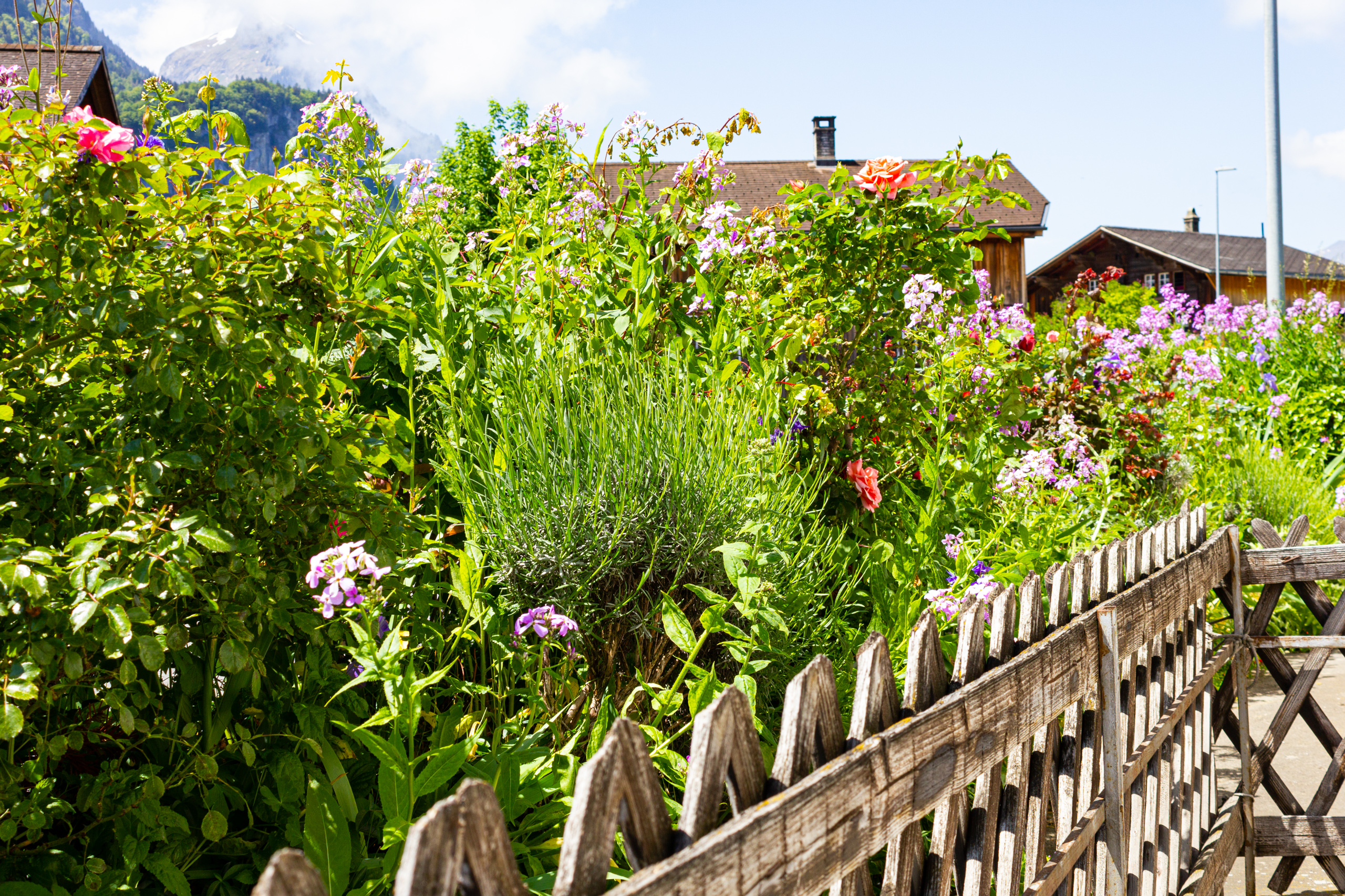 Blühender Garten mit Berghintergrund