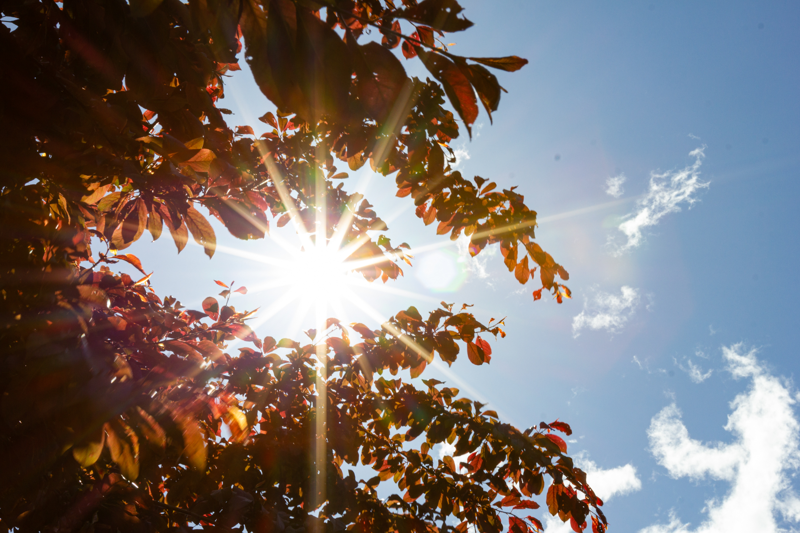 Sonnenlicht durch Baumkrone