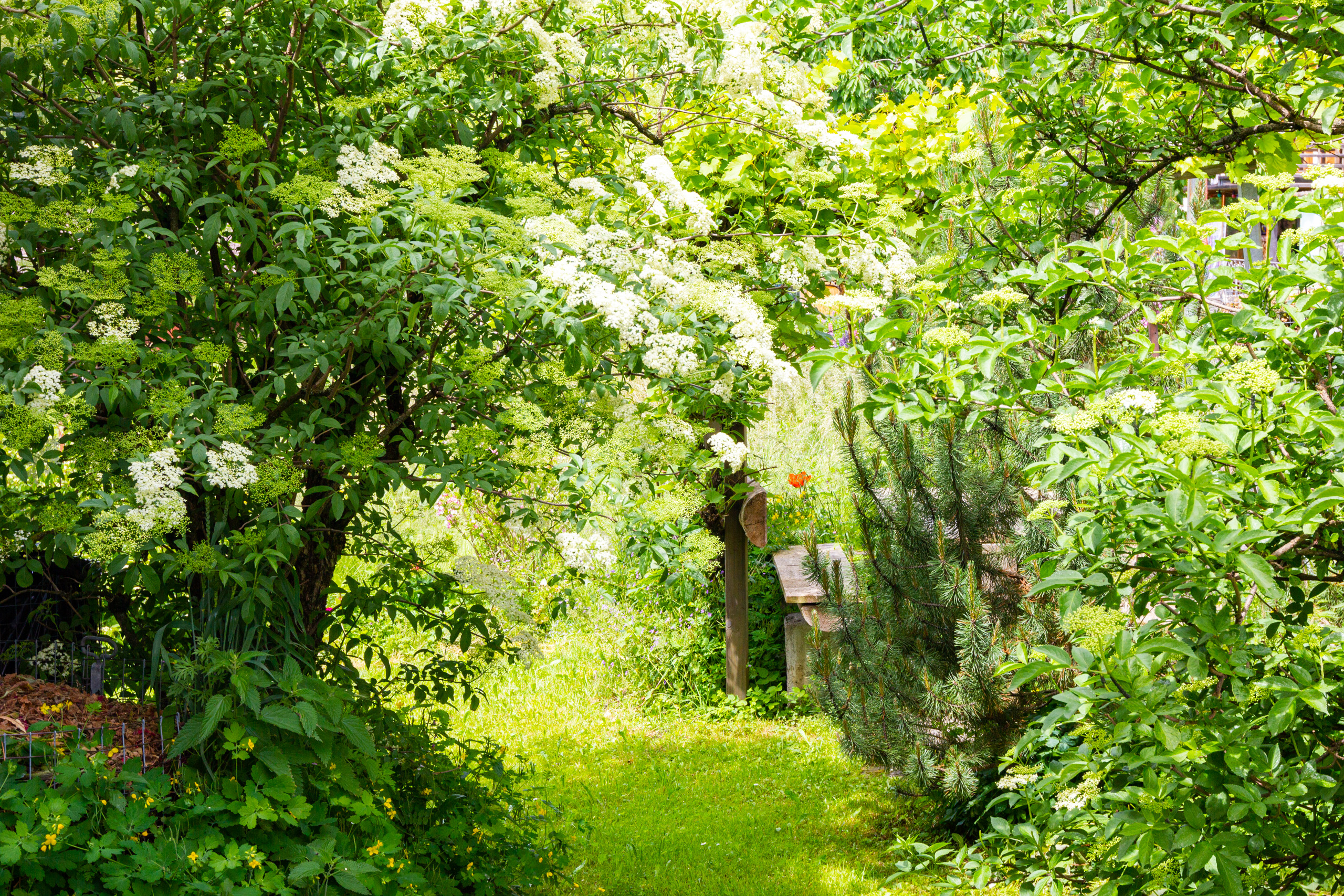 Üppiger Garten mit blühenden Sträuchern