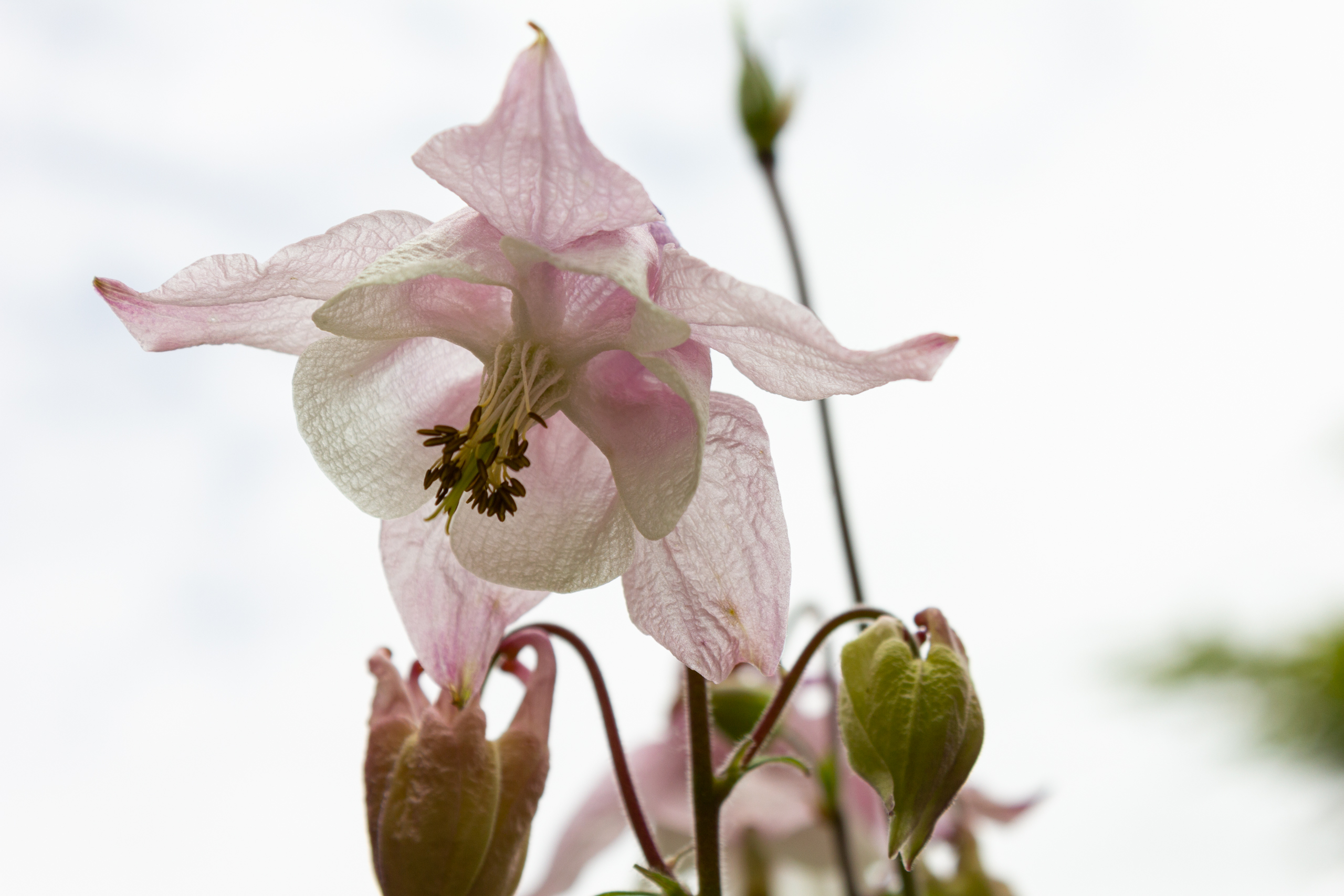 Zarte rosa Blüte im Nahaufnahme-Porträt
