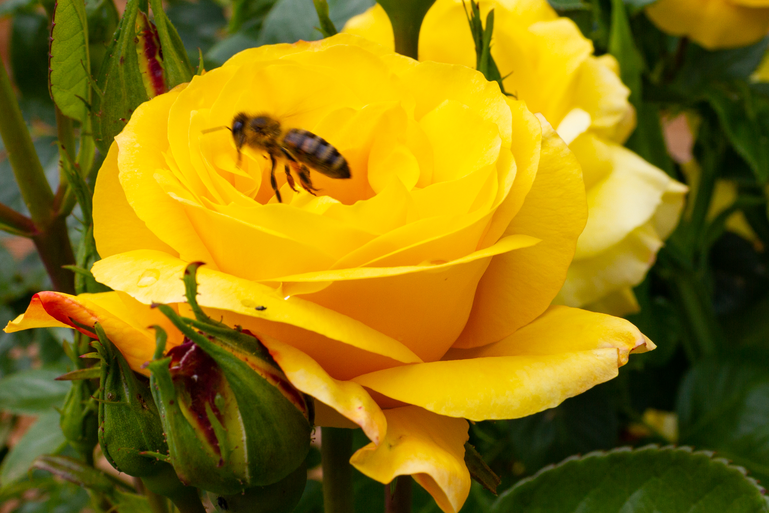 Gelbe Rose mit Biene