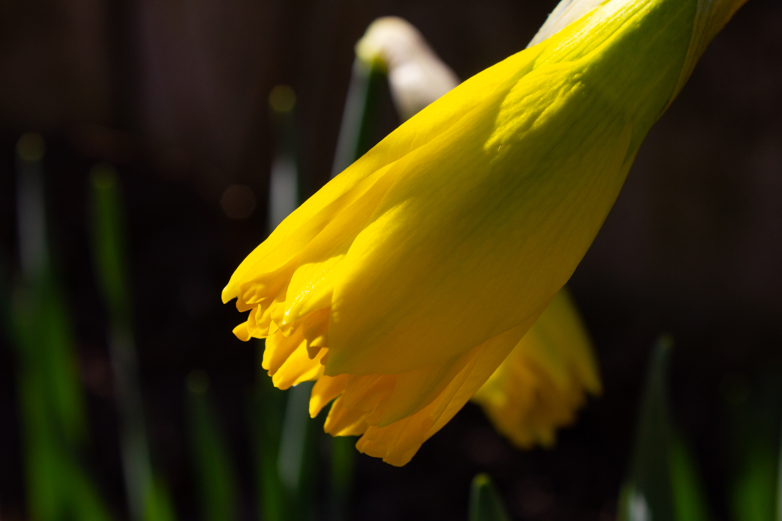 Gelbe Blüte im Makro