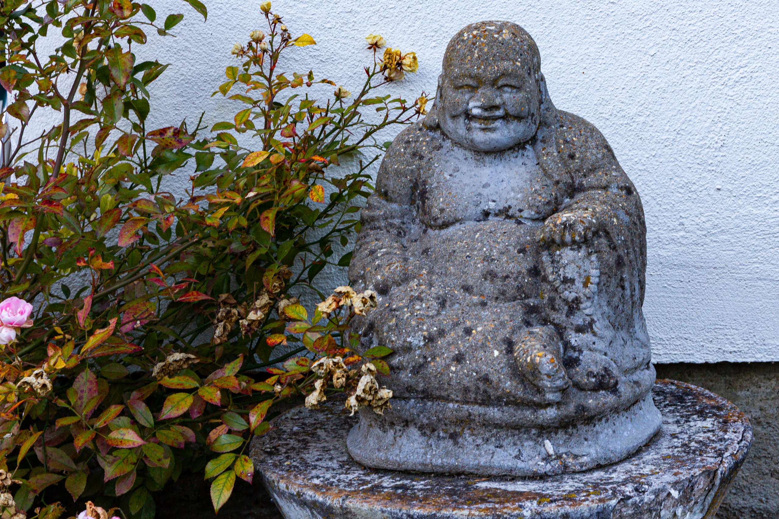 Gartenstatue neben Wandbegrünung