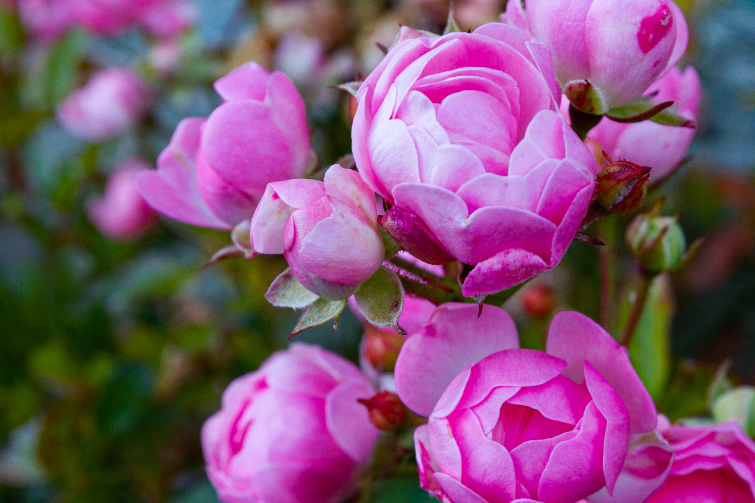 Pinke Blüten in Nahaufnahme