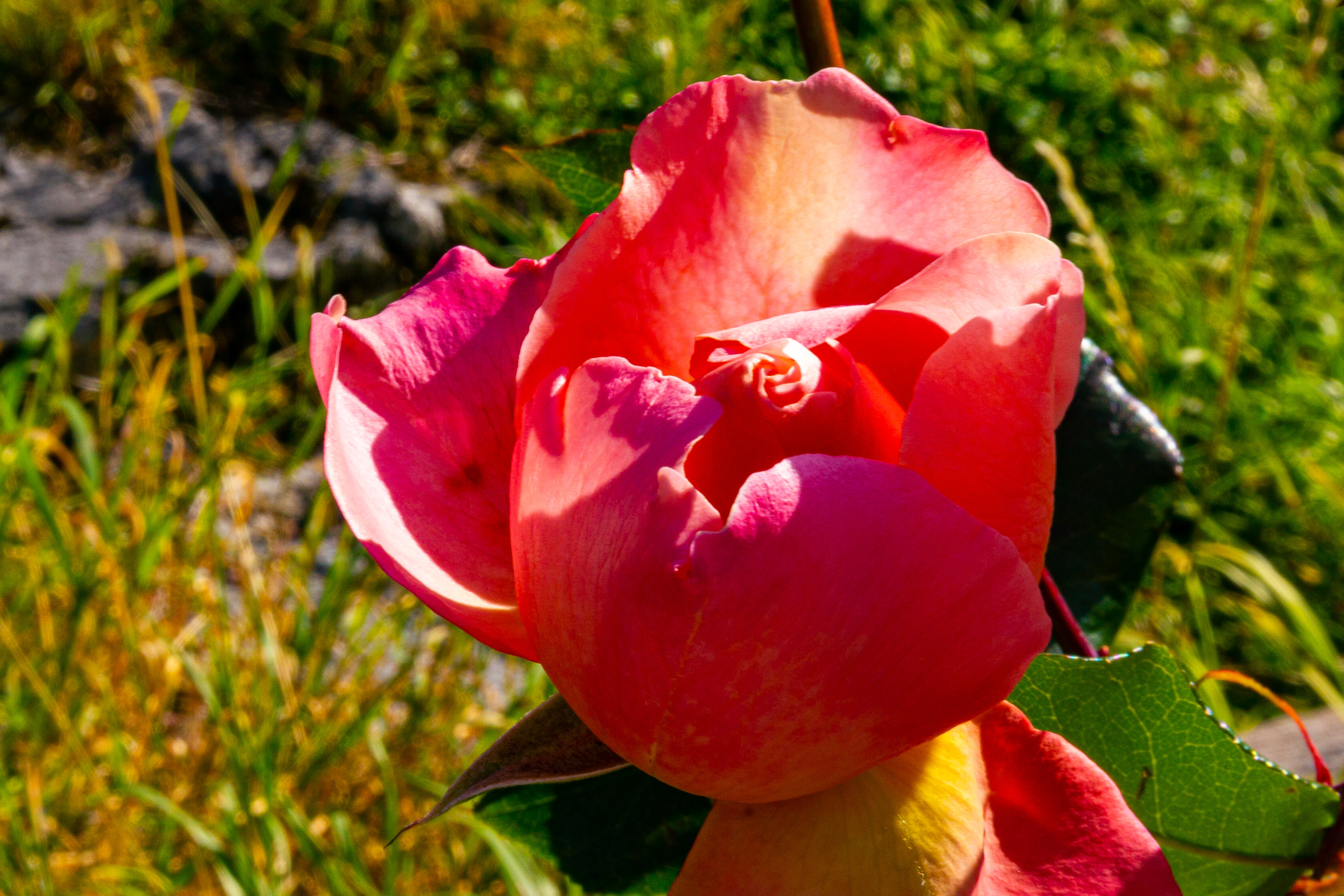 Rosa im Garten