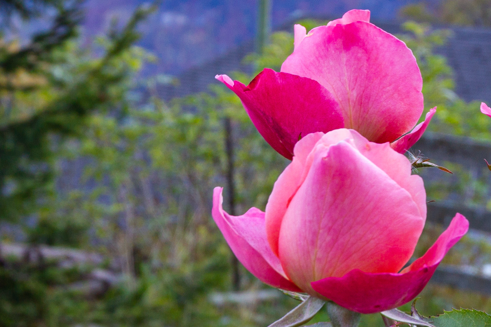 Rosa in Nahaufnahme