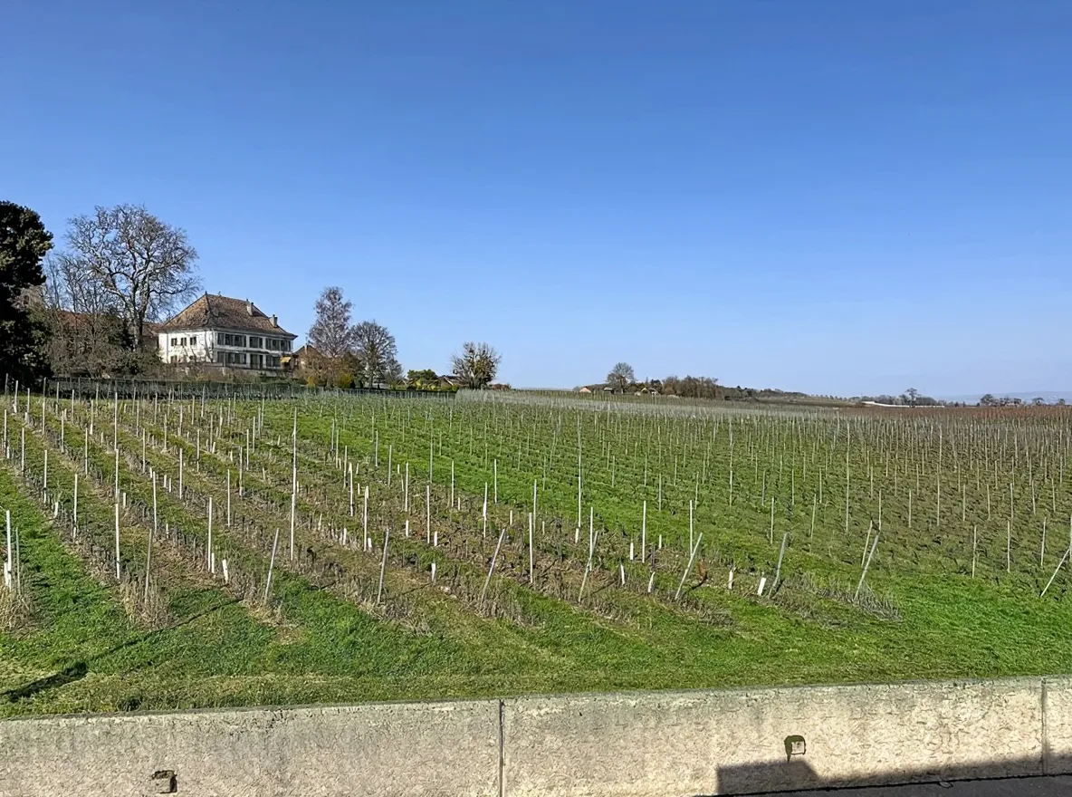 Weitblick über Weinberg mit Gebäude in Hanglage