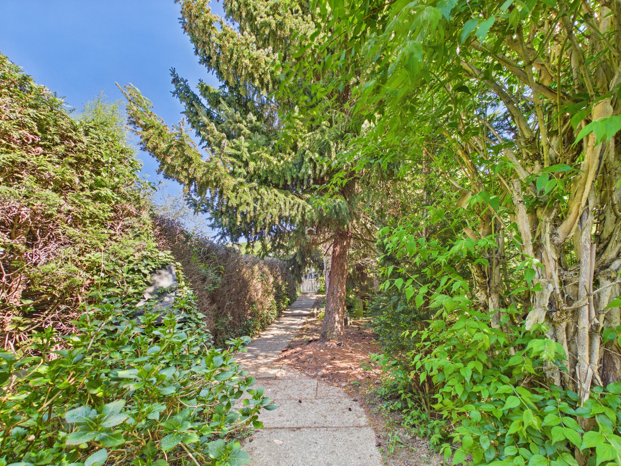 Gartenweg zwischen dichtem Grün