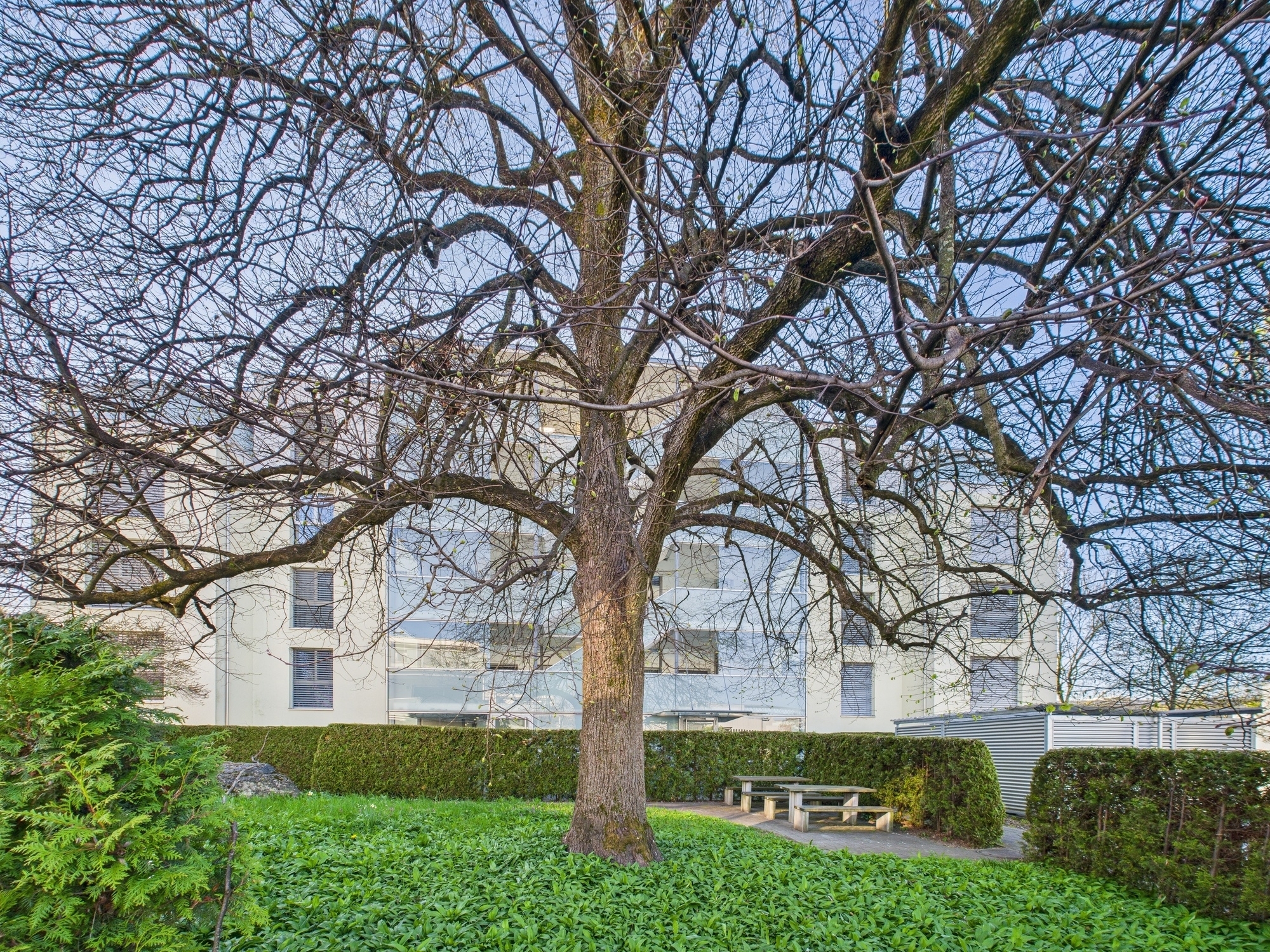 Außenansicht eines Wohngebäudes mit großem Baum im Vordergrund