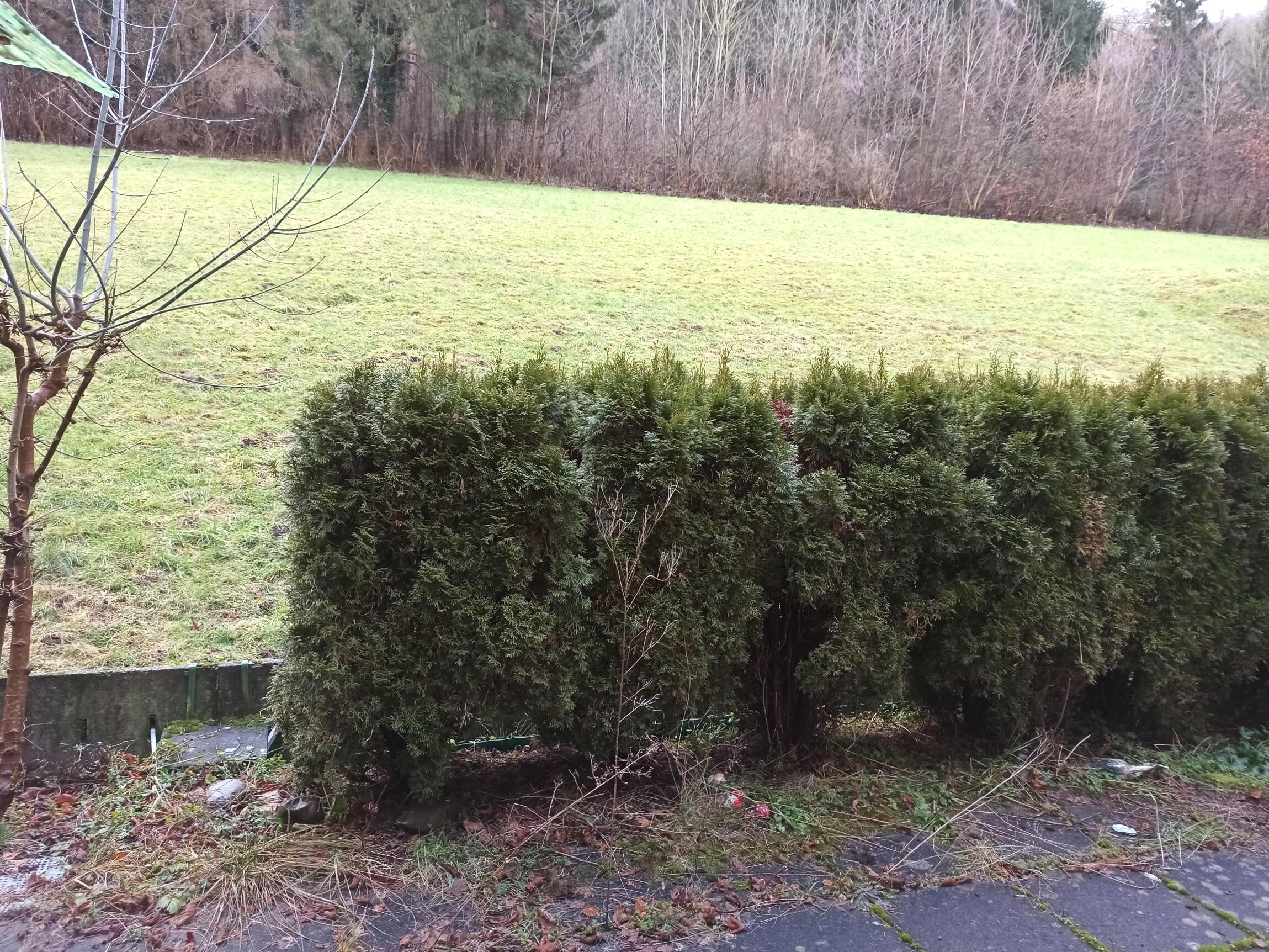 Garten mit Wiese und Hecke
