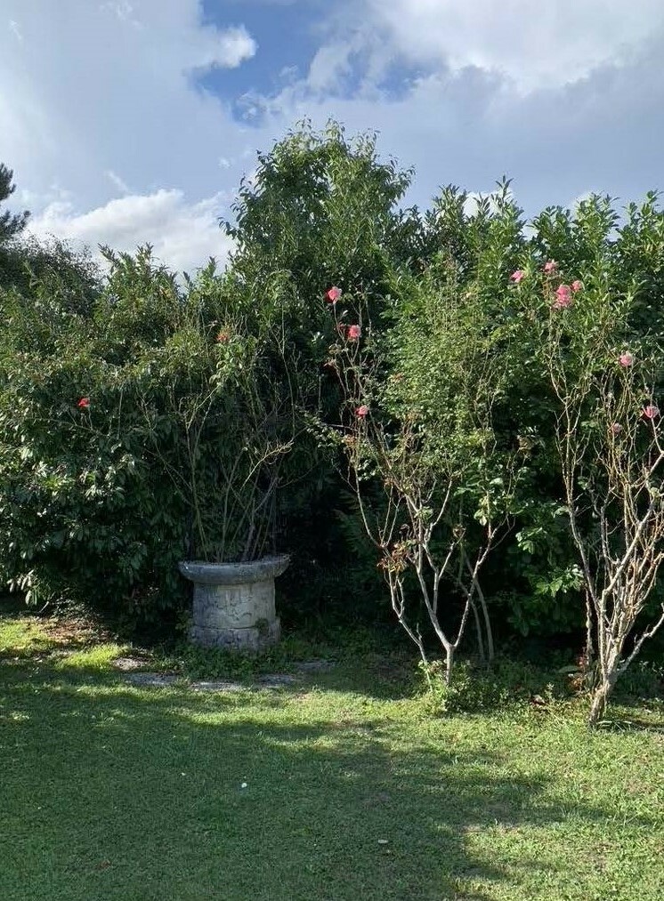 Garten mit dichtem Bewuchs