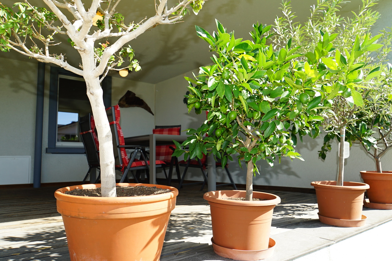 Überdachte Terrasse mit Topfpflanzen
