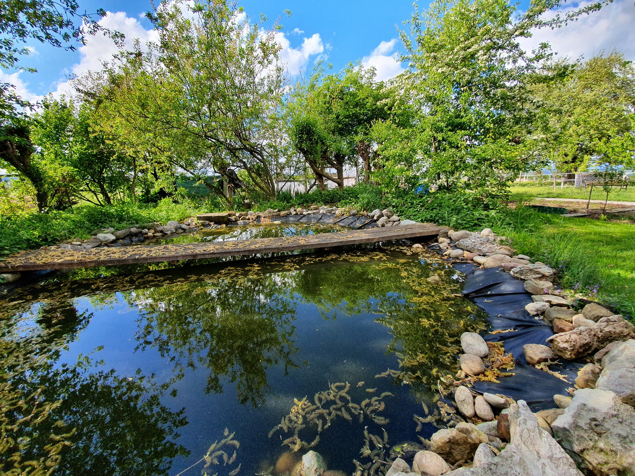 Gartenteich mit Holzsteg