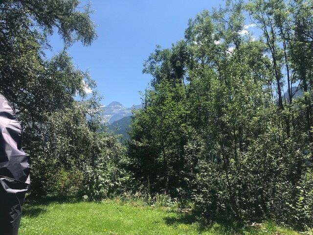 Blick in eine grüne Garten- bzw. Waldlandschaft mit Bergkulisse