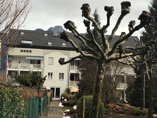 Mehrfamilienhaus mit Garten und Baum im Vordergrund