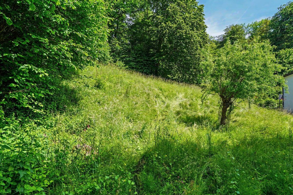Grüne Hanglage mit Wiese und Bäumen