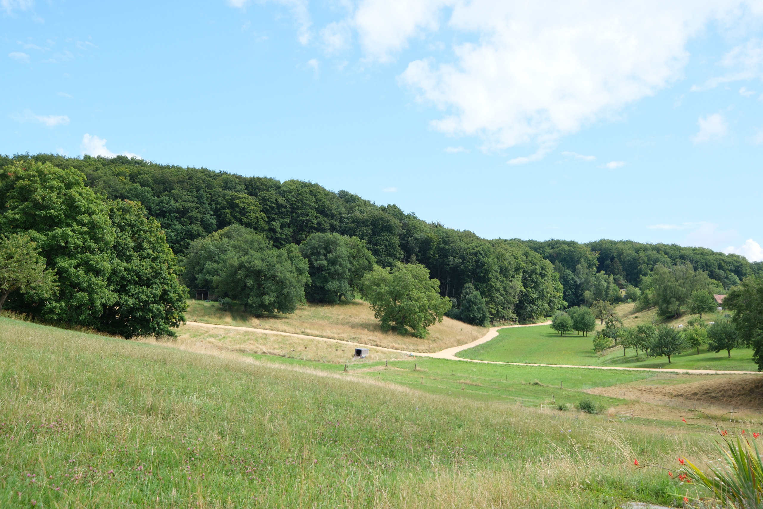 Landschaft mit Wiesen und Wald