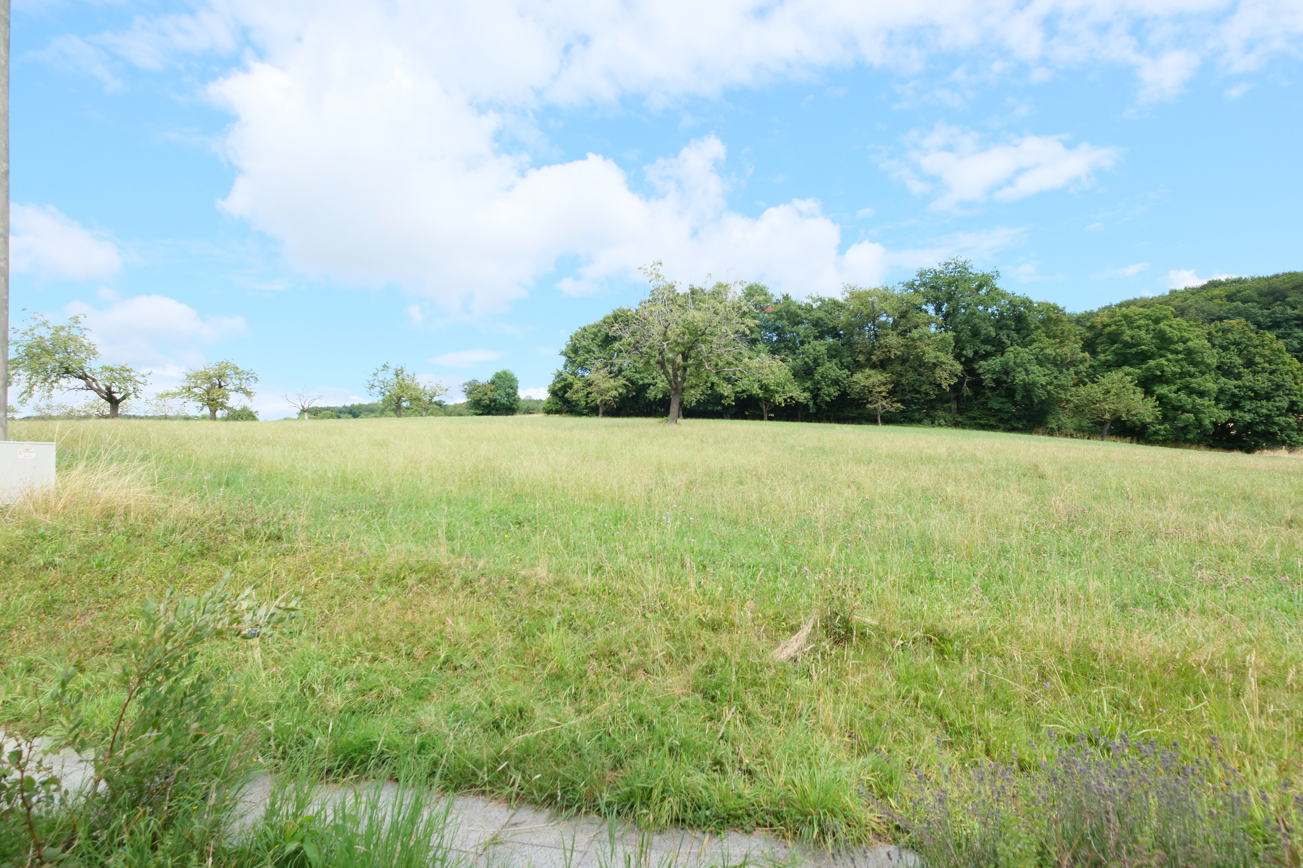 Grüne Wiese mit Bäumen unter blauem Himmel