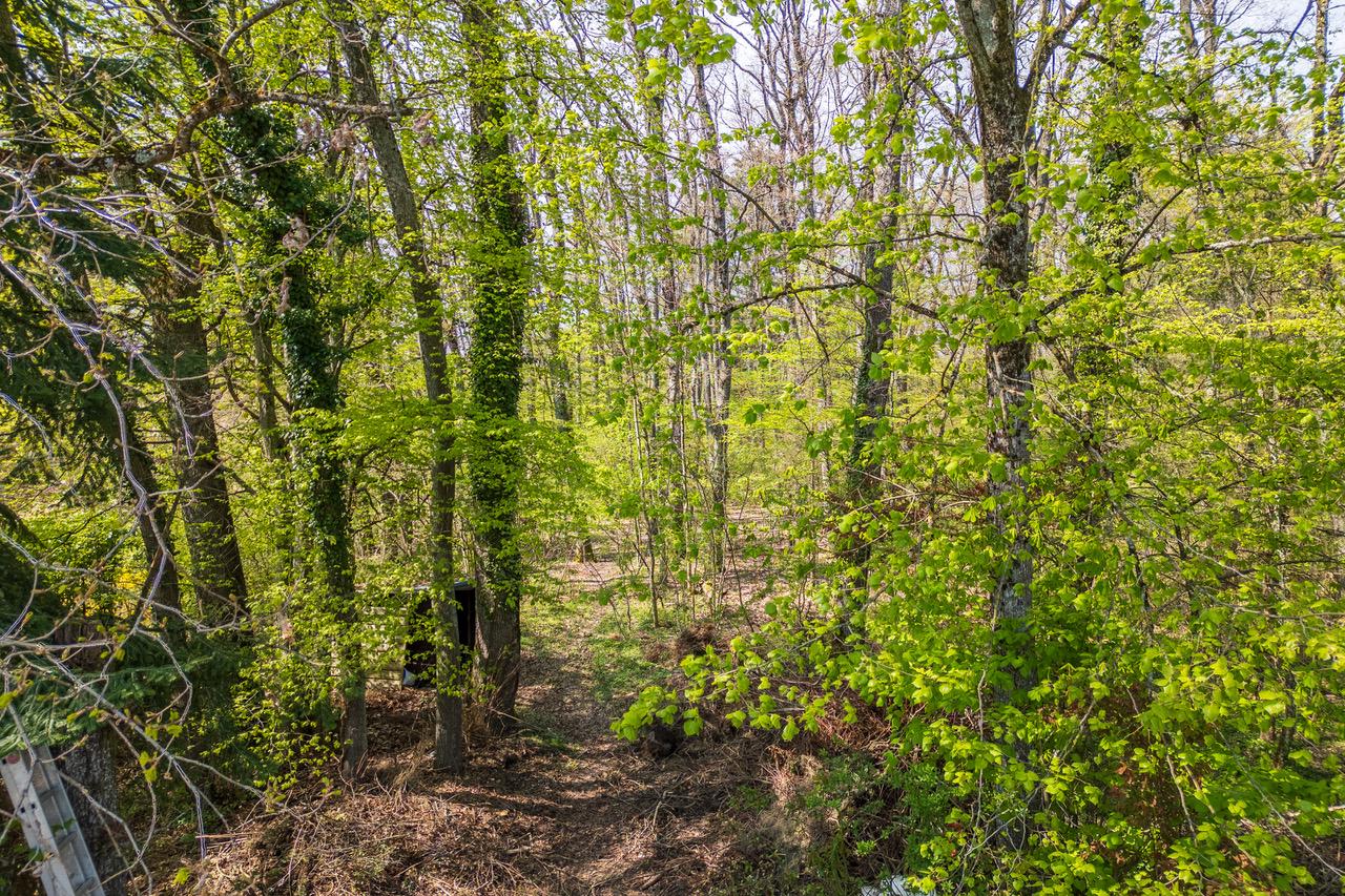 Waldgrundstück mit dichtem Laubbaumbestand