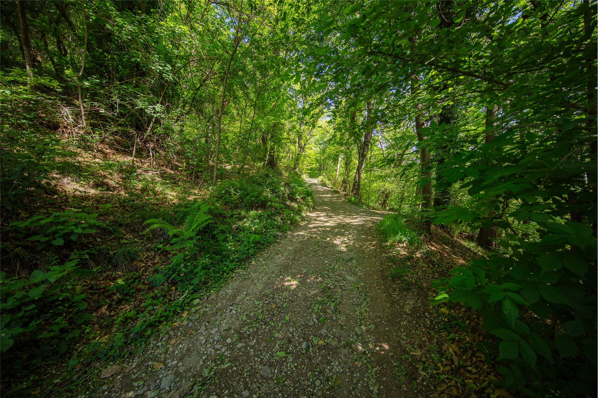Waldweg im Grünen