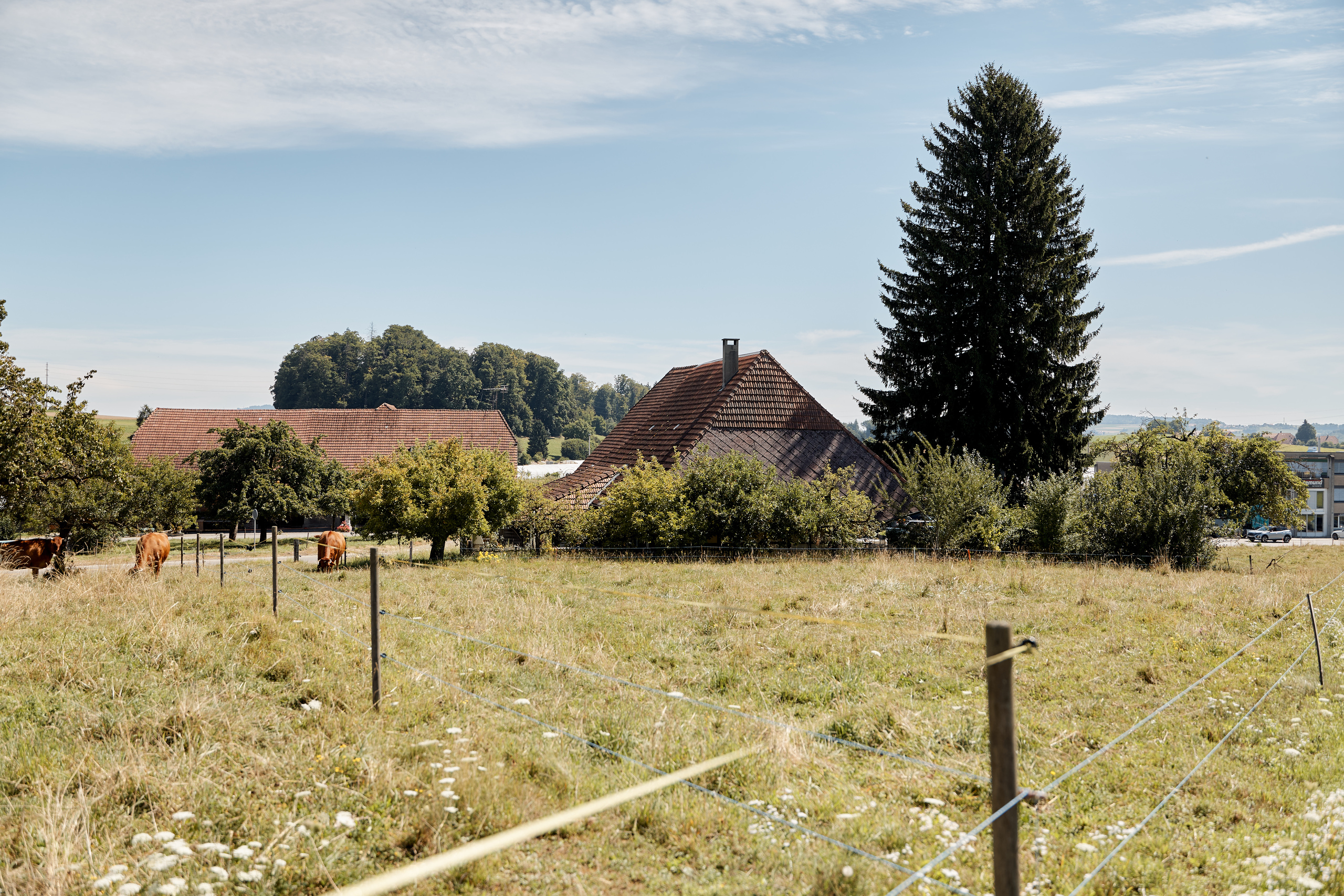 Ländliche Weide mit Häusern und hoher Tanne