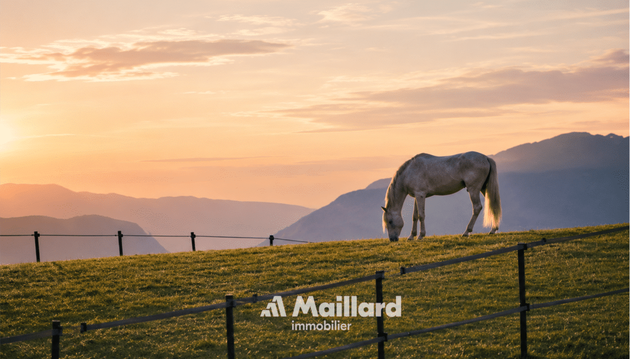 Pferd auf einer Weide bei Sonnenuntergang