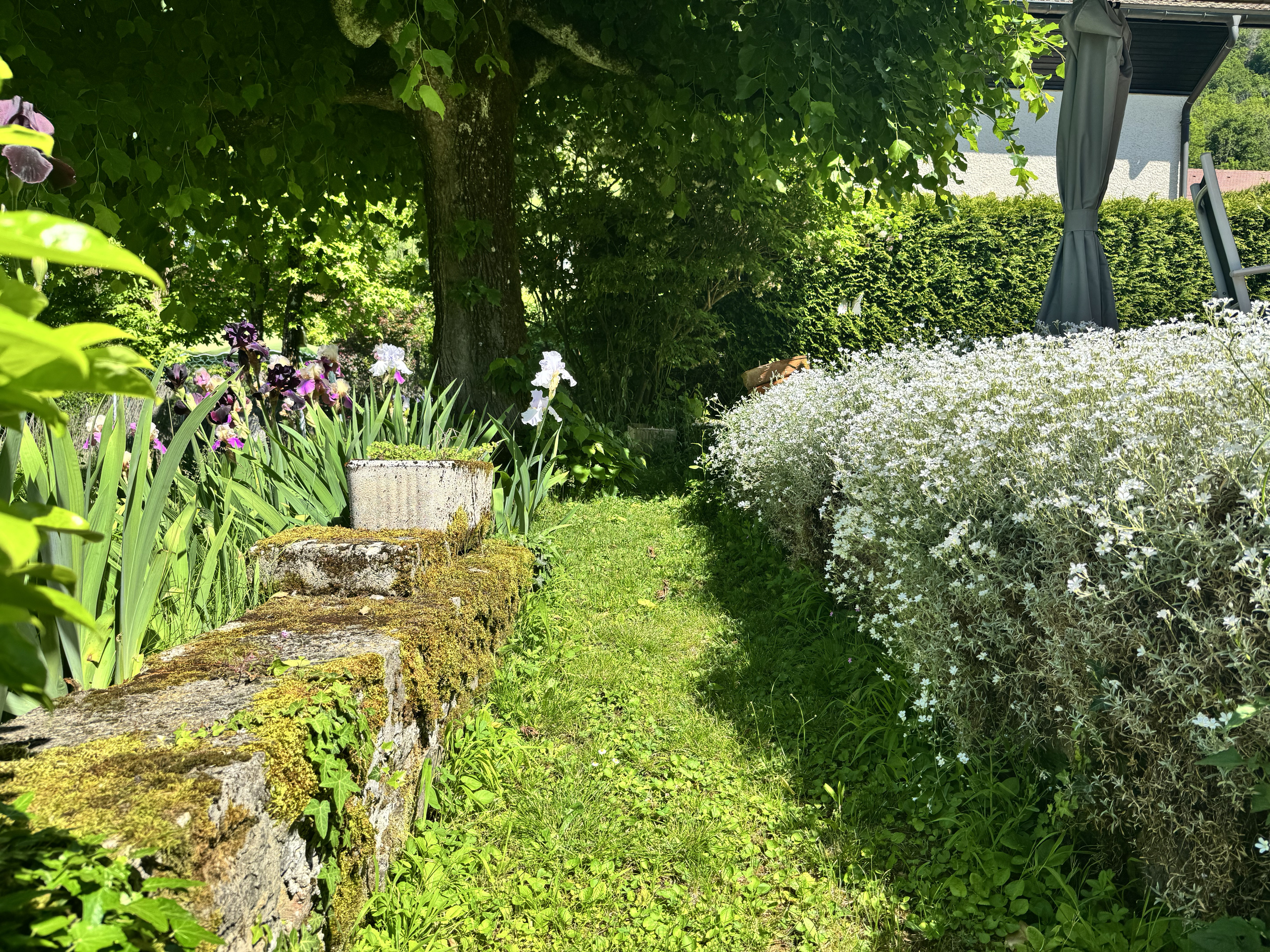 Garten mit üppiger Bepflanzung