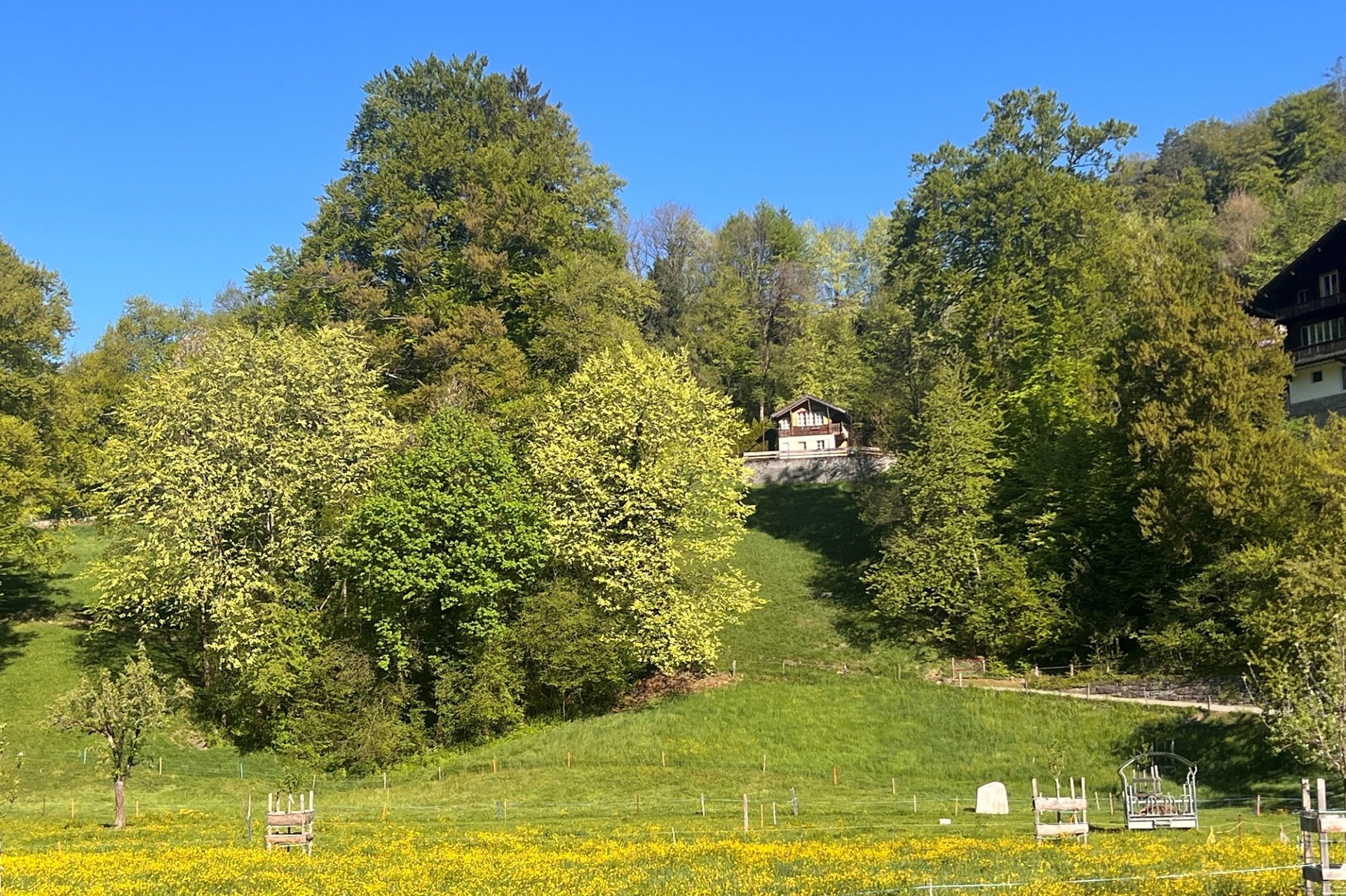 Landschaft mit Waldhang und Wiese