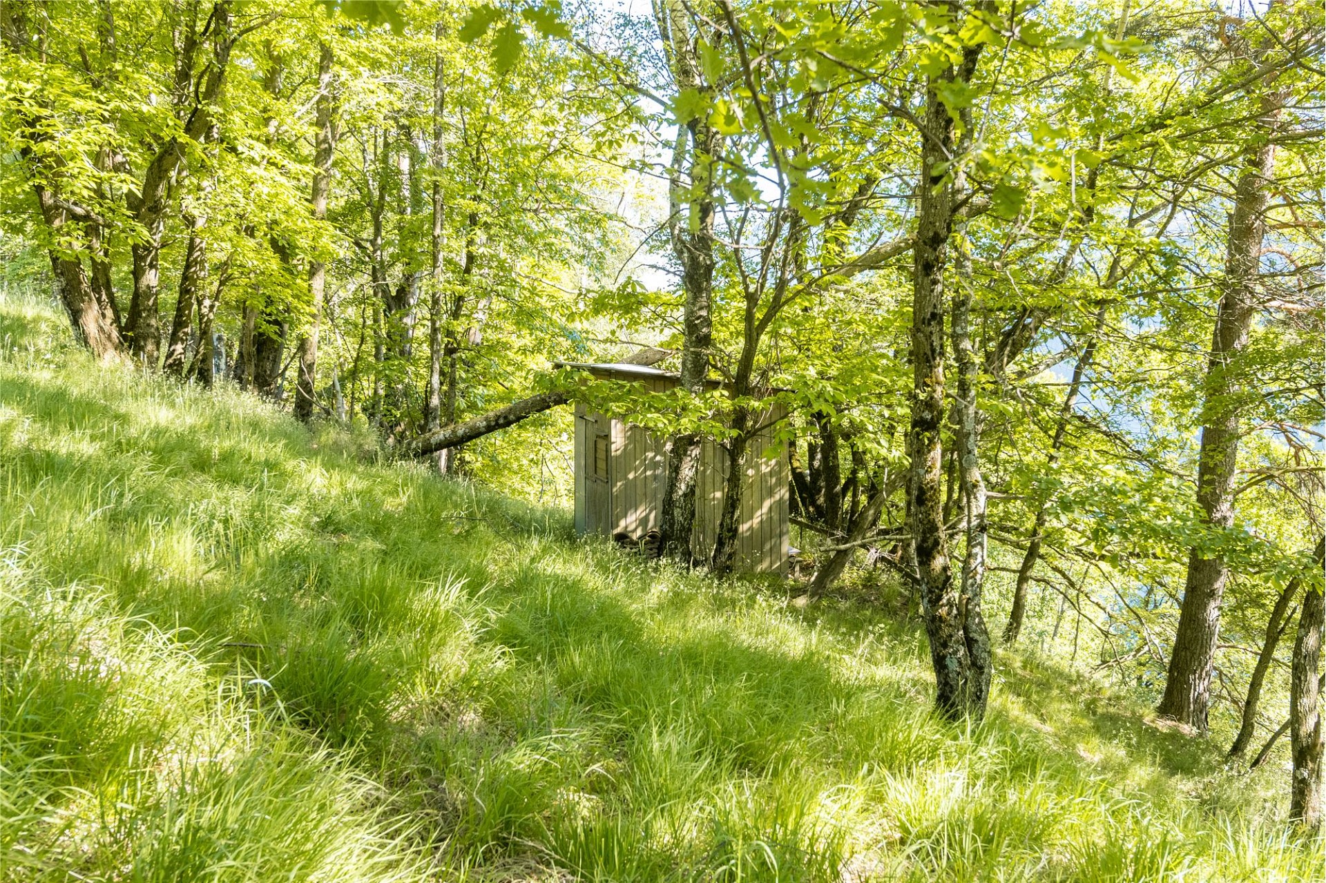 Waldhang mit kleinem Schuppen