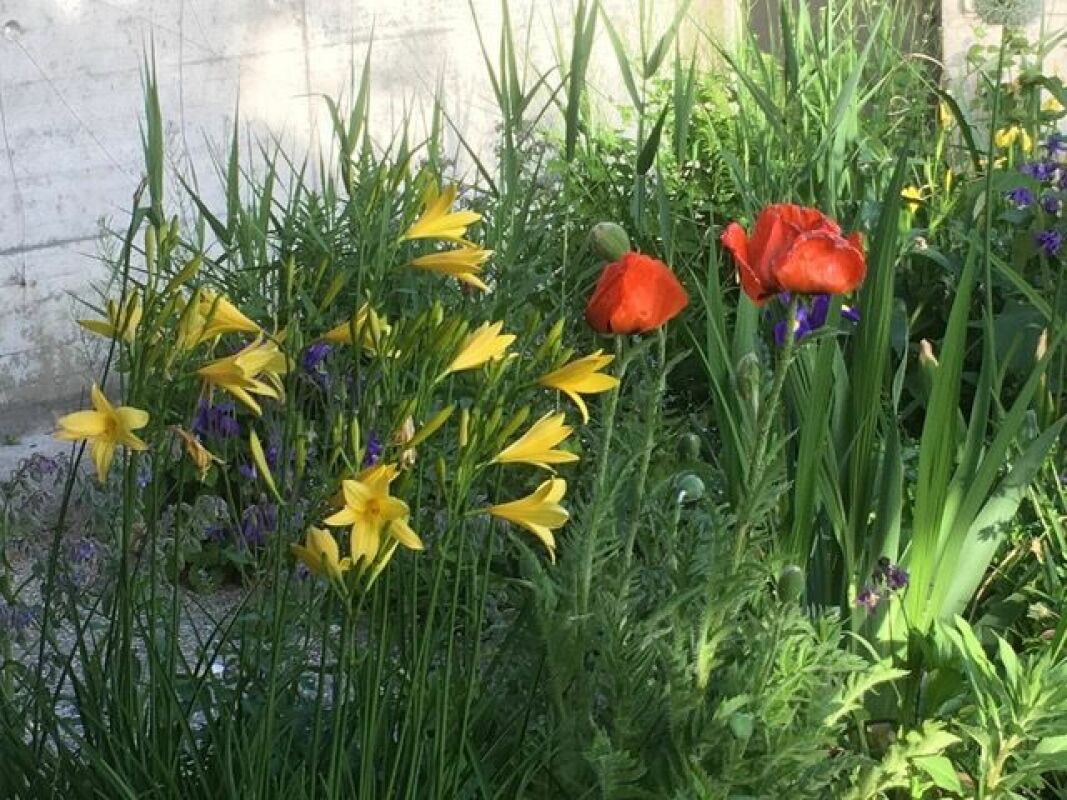 Blühender Gartenbereich