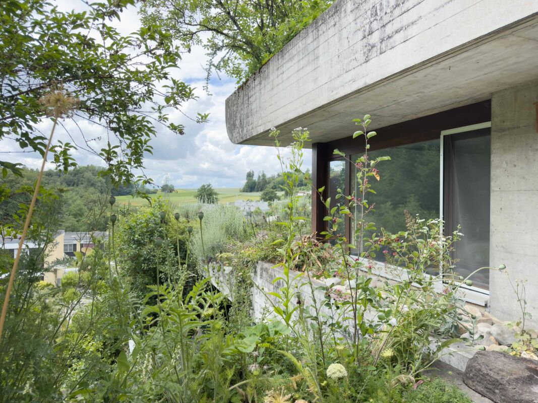 Modernes Betonhaus mit üppiger Gartenumgebung