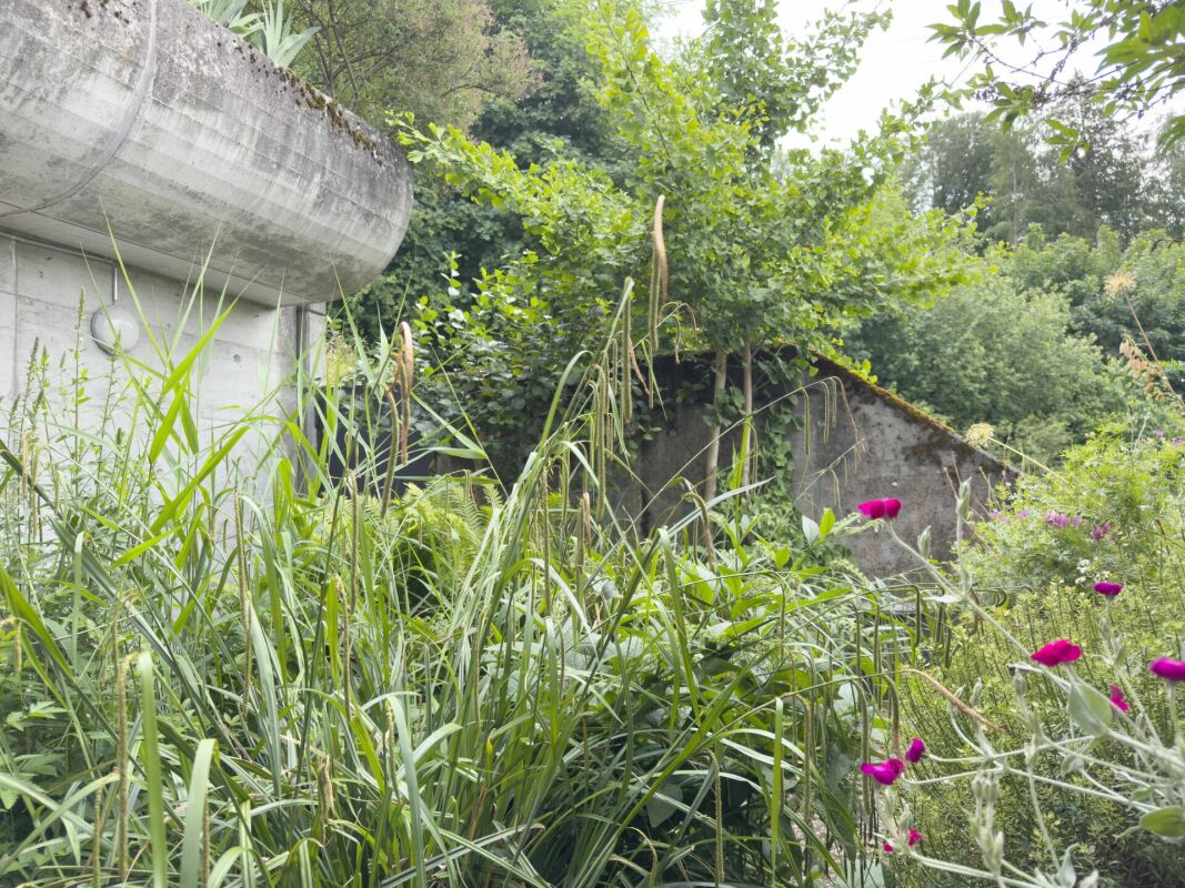 Verwilderter Gartenbereich mit Betonstruktur