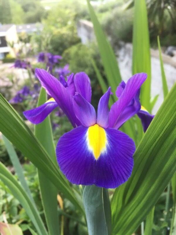 Blüte einer Iris im Garten