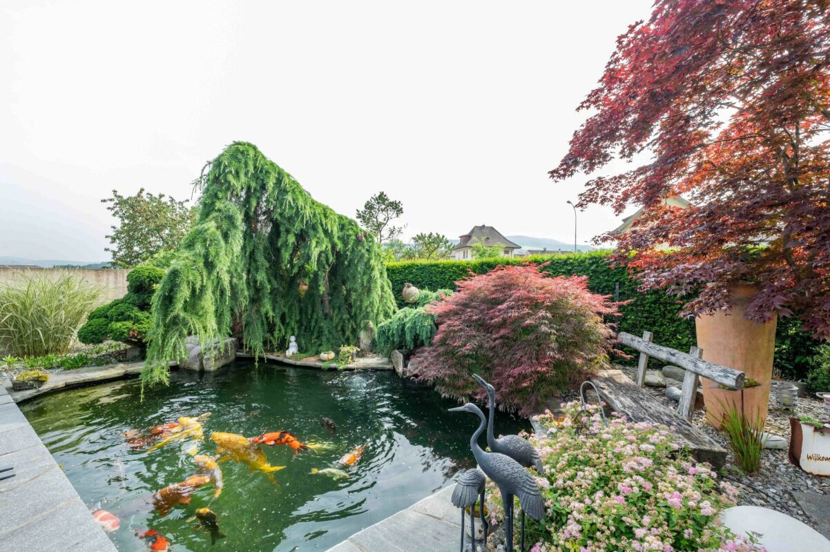 Gartenteich mit Koi und üppiger Bepflanzung