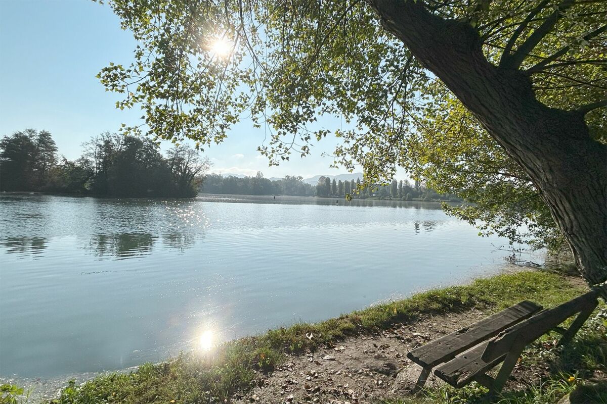 Seeufer mit Bank im Schatten eines Baums