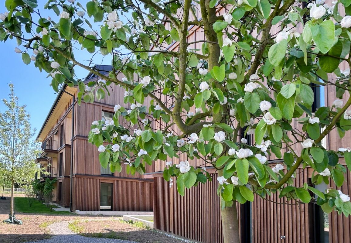 Außenansicht eines modernen Holzgebäudes mit blühendem Baum im Vordergrund