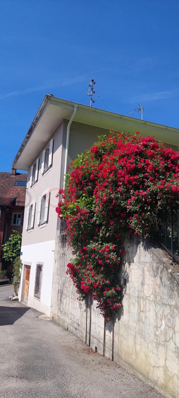 Außenansicht eines Wohnhauses mit Blütenstrauch