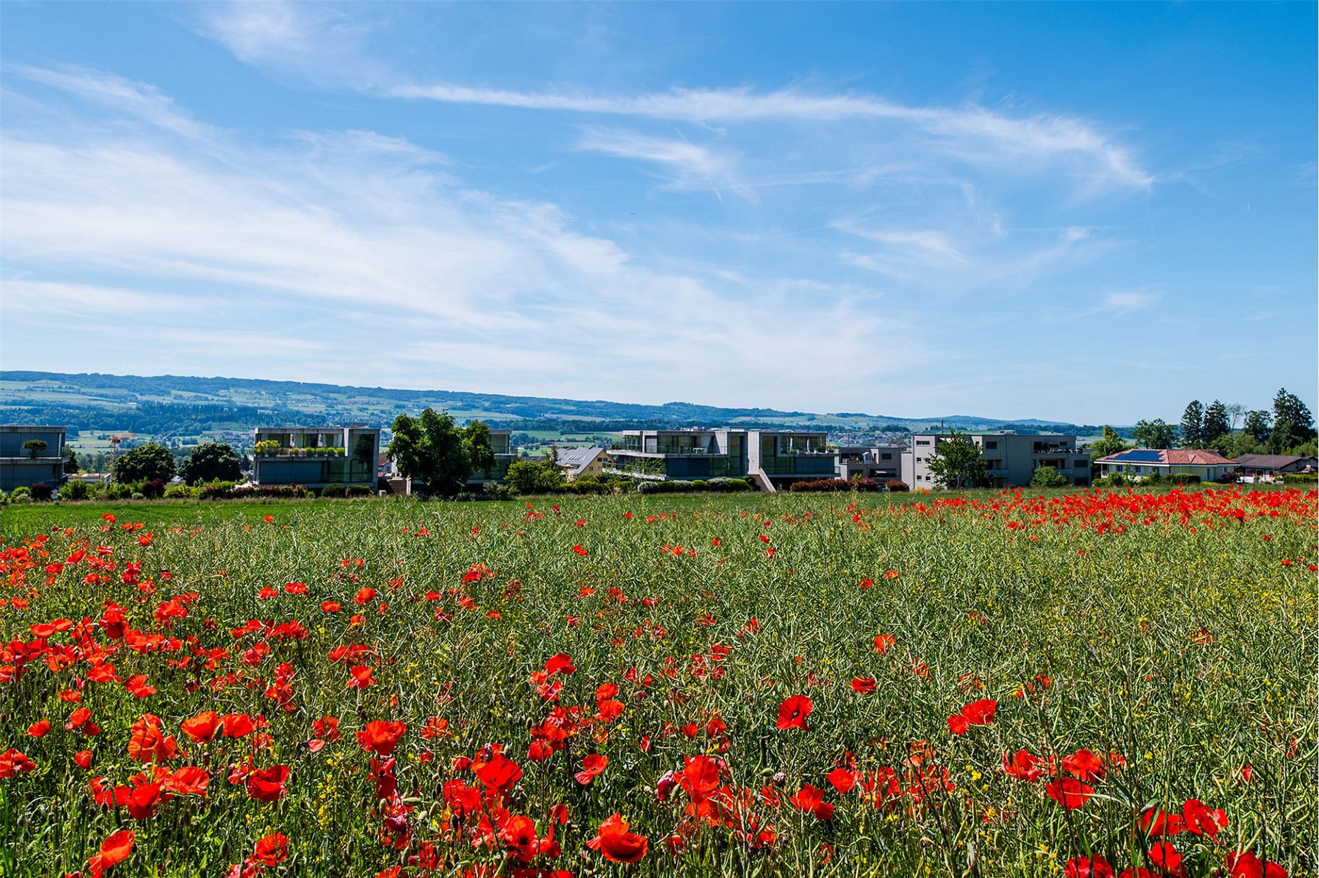 Landschaft mit Mohnfeld und Wohnbebauung