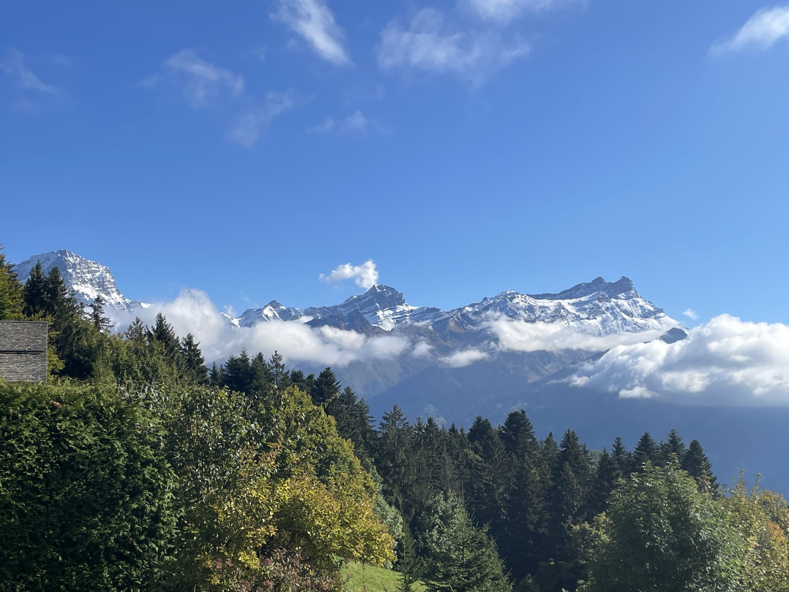 Bergpanorama mit Wald und Schneebergen