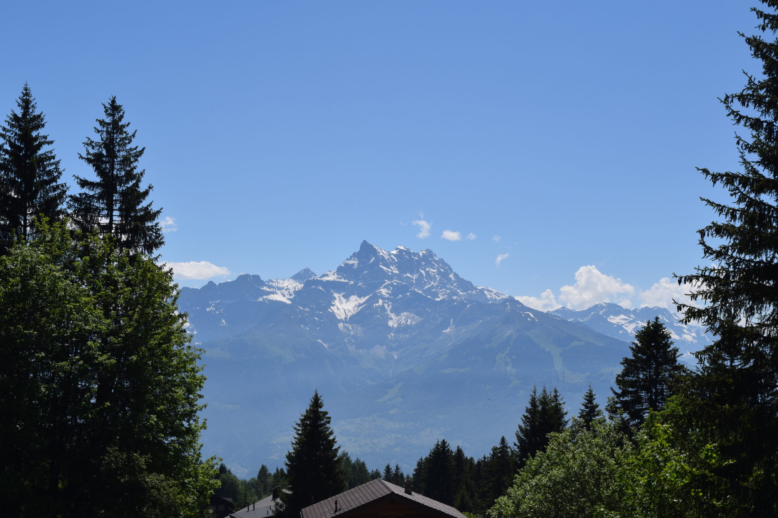 Bergpanorama mit Wald