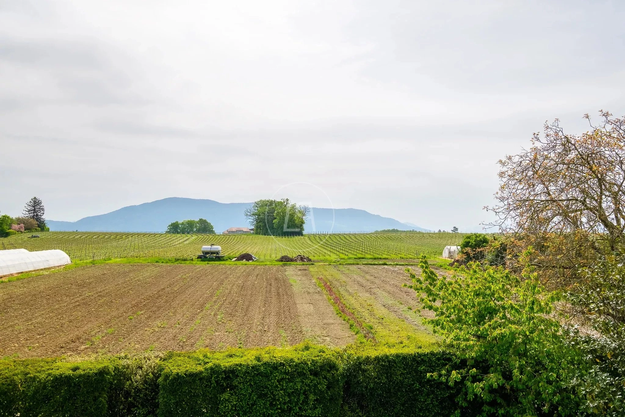 Landschaft mit Weinberg und Bergblick