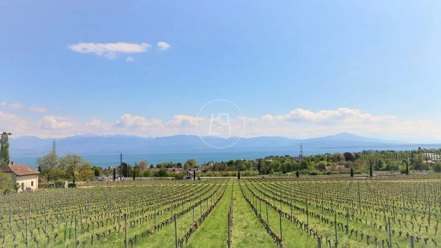Weinberg mit Seeblick