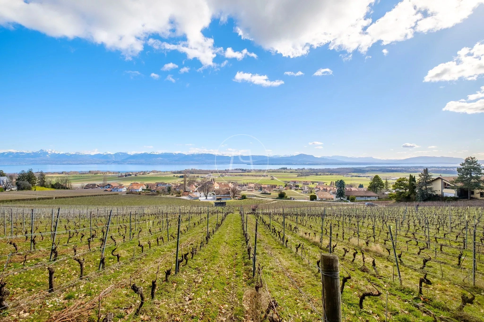 Weinberg mit Seeblick