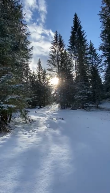 Verschneiter Waldweg im Sonnenlicht