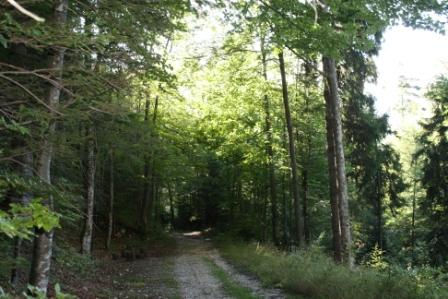 Waldweg im Grünen