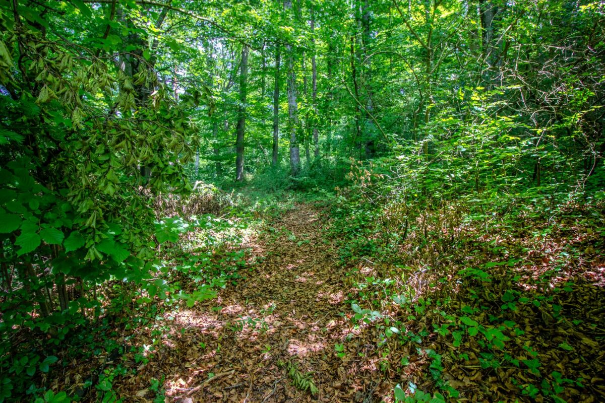 Waldpfad im Grünen