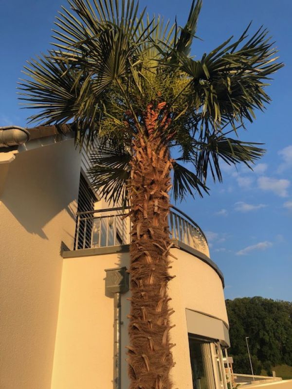 Außenansicht eines modernen Gebäudes mit Palme