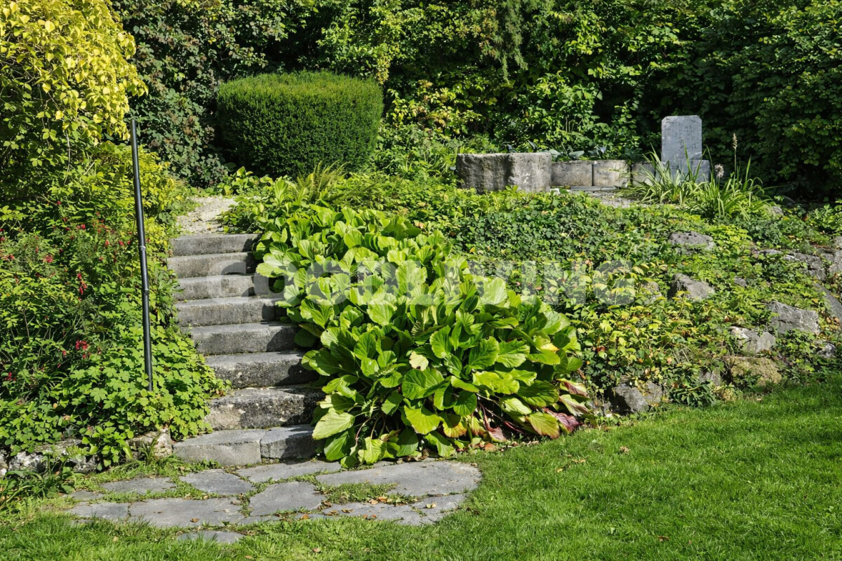 Garten mit Steintreppe und dichter Bepflanzung