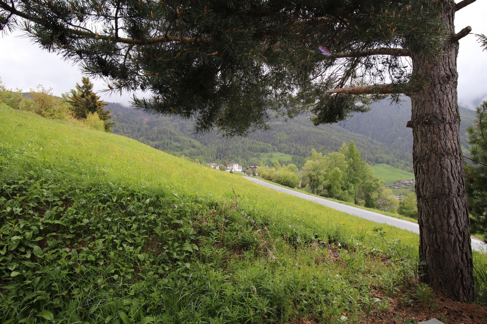 Berglandschaft mit Wiese und Weg