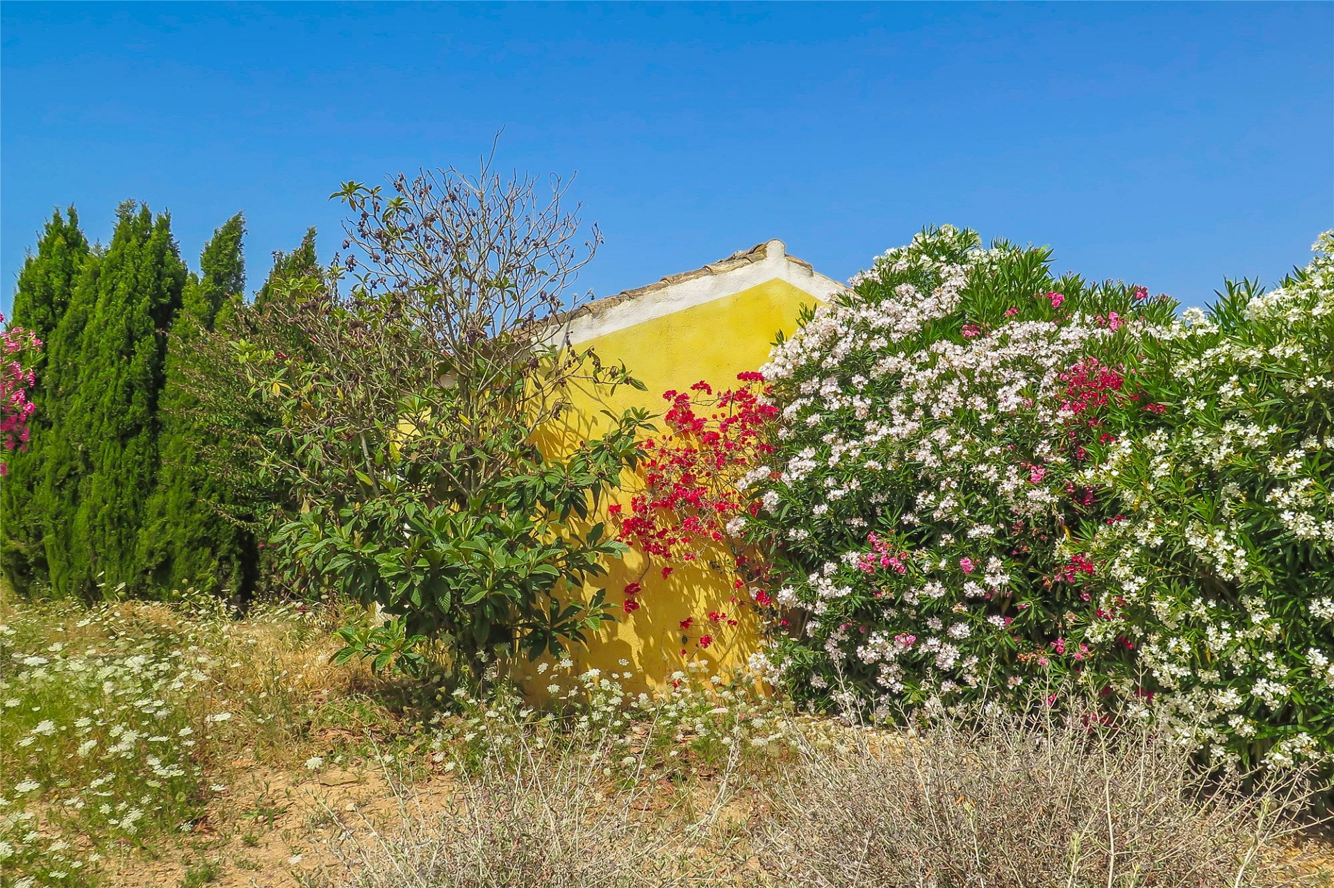 Gelbes Haus hinter üppiger mediterraner Vegetation
